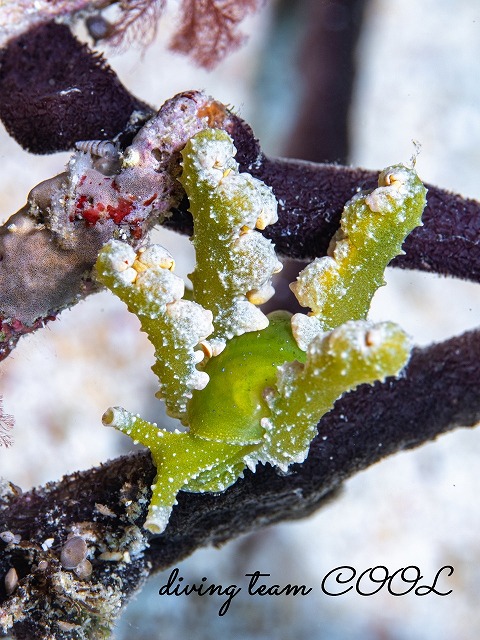 フリソデミドリガイ