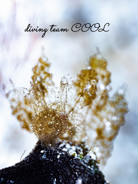 マツゲメリベウミウシ