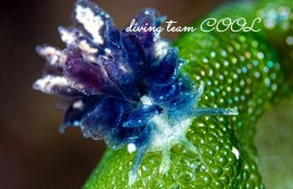 タマナウミウシ属の一種4