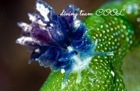 タマナウミウシ属の一種4