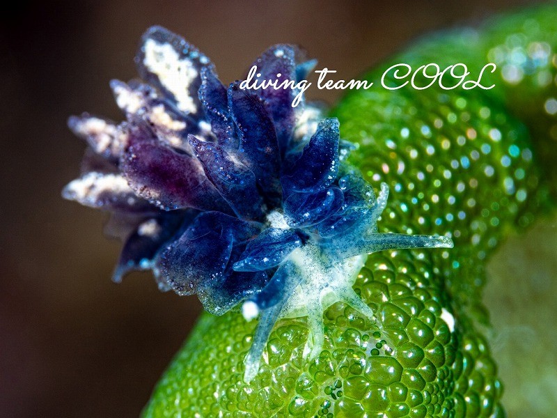 タマナウミウシ属の一種4