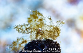 マツゲメリベウミウシ