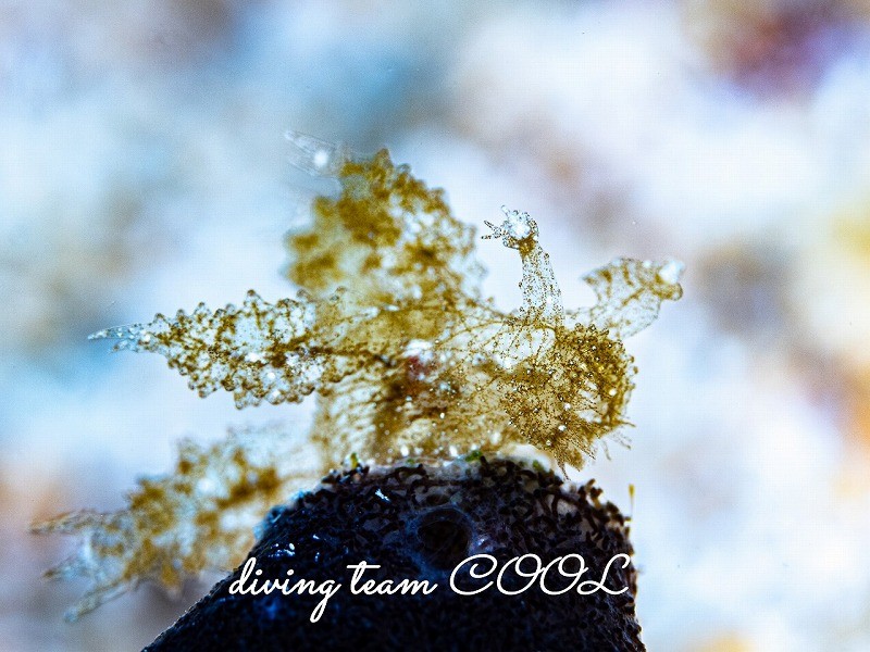 マツゲメリベウミウシ