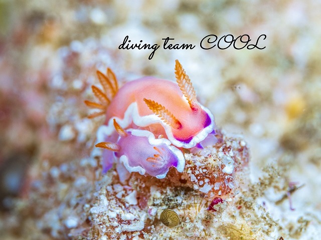 ラベンダーウミウシ