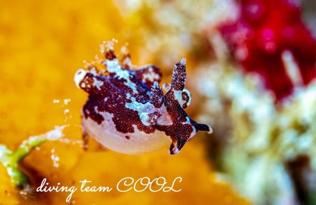 トラパニア・カマゴン