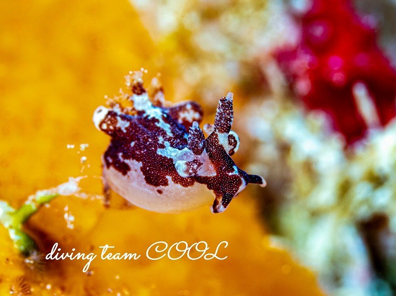 トラパニア・カマゴン