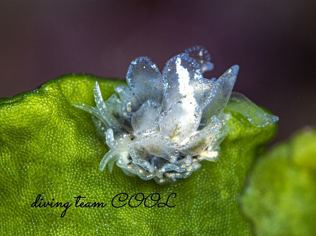 タマナウミウシ属の一種2