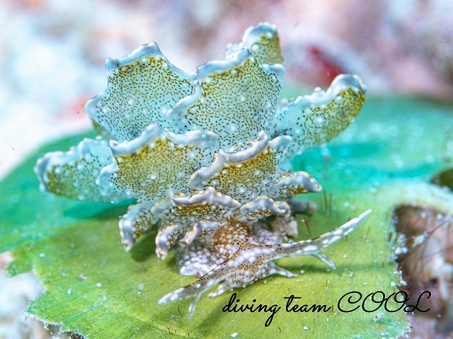 ハナビラウロコウミウシ