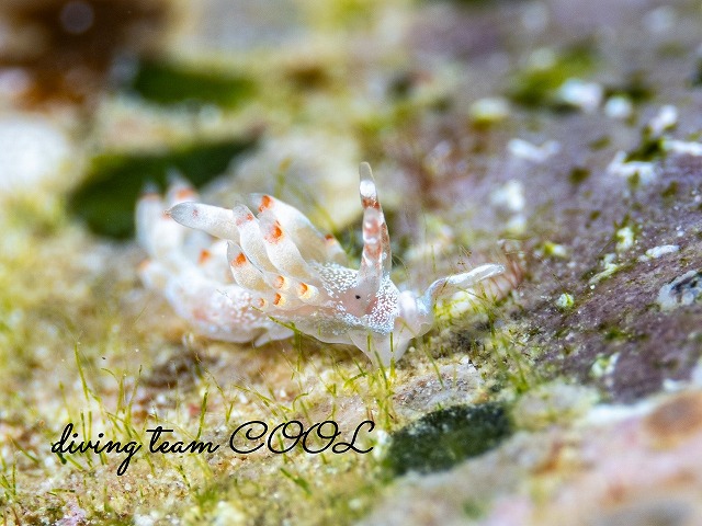 ザマミミノウミウシ