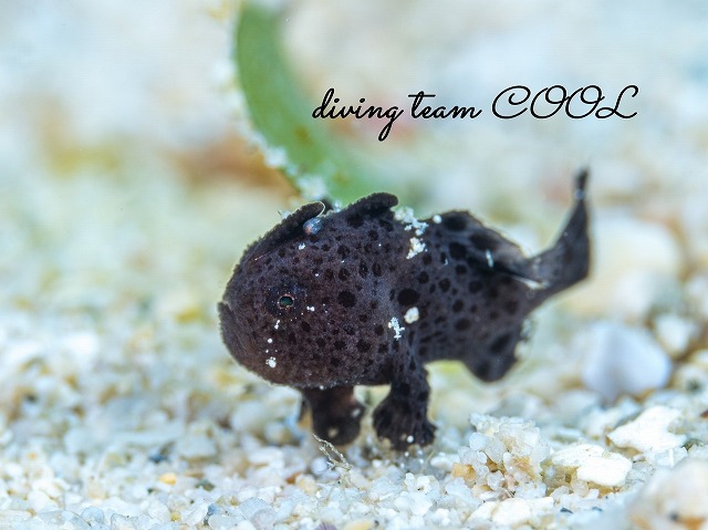 カエルアンコウの幼魚