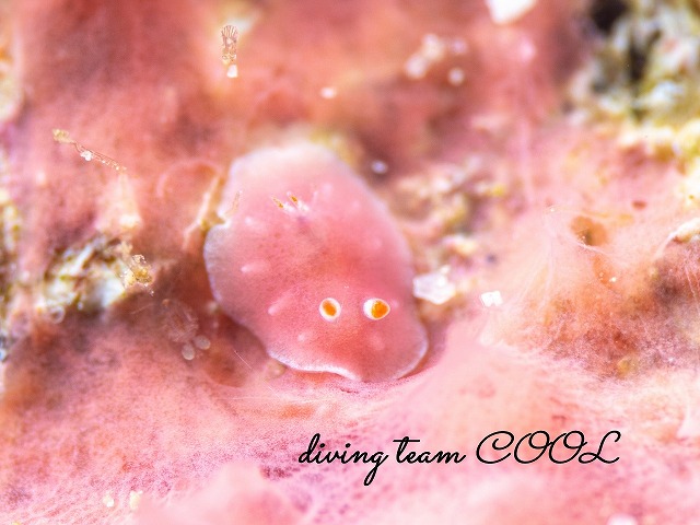 アミメシラユキウミウシ