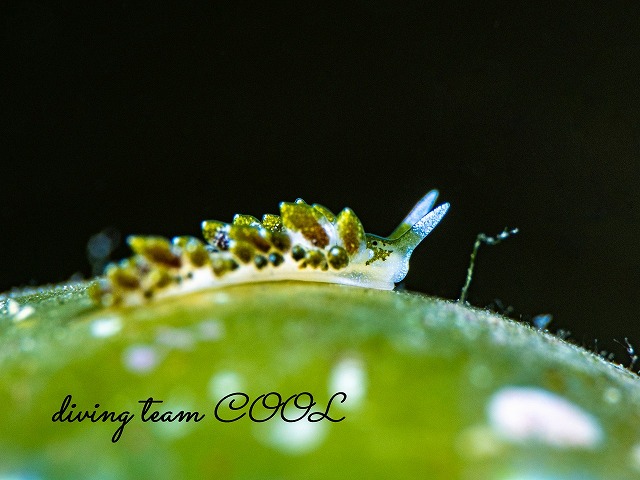 バロニアモウミウシ