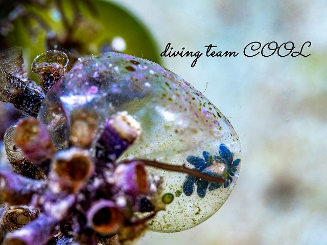 エルコラニア・エンドフィトファガ