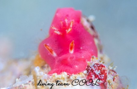 アミメシラユキウミウシ