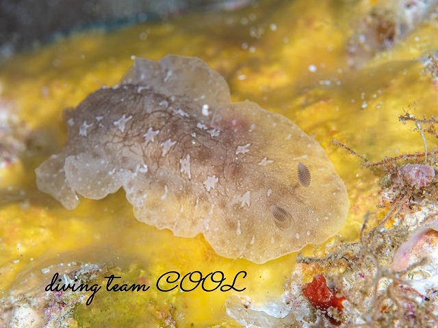 ツヅレウミウシ科の一種