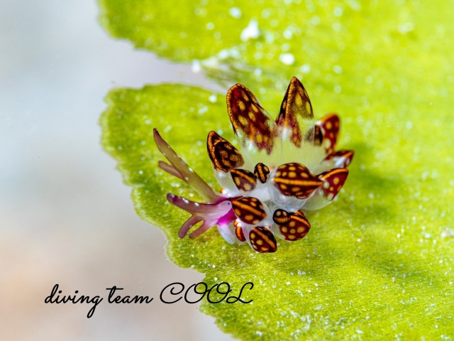 カノコウロコウミウシ