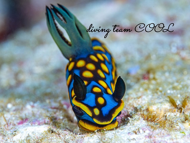 サガミリュウグウウミウシ