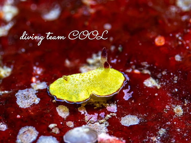 ホムライロウミウシ