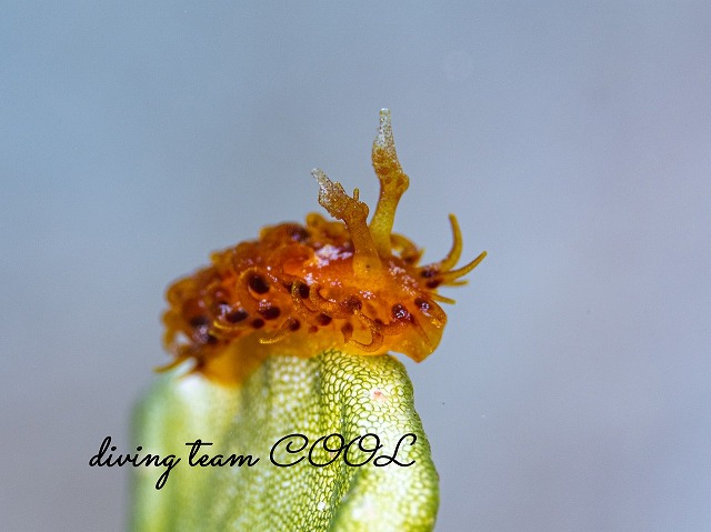 ショウジョウウミウシ