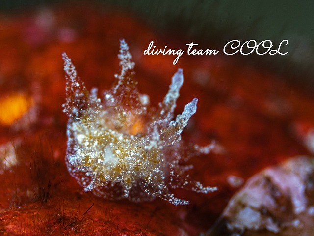 コヤナギウミウシ属の一種