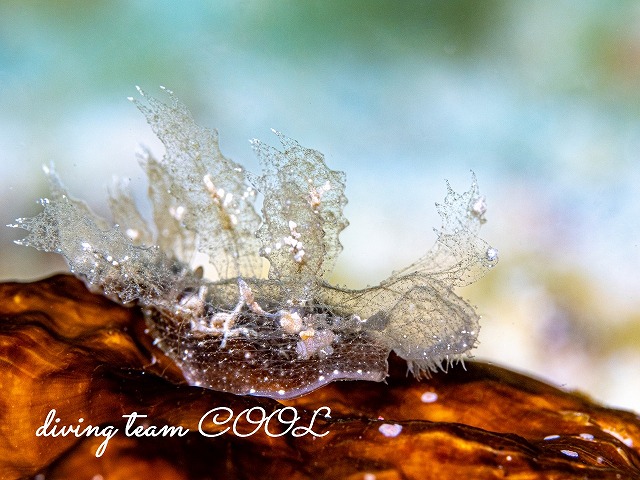 マツゲメリベウミウシ