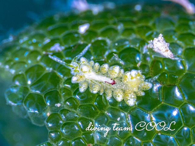 ハダカモウミウシ科の仲間