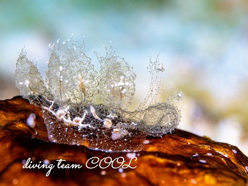 マツゲメリベウミウシ