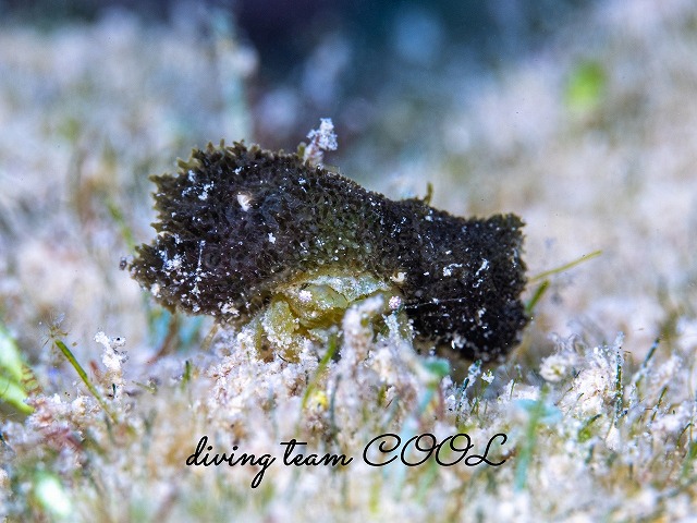 カイカムリの仲間