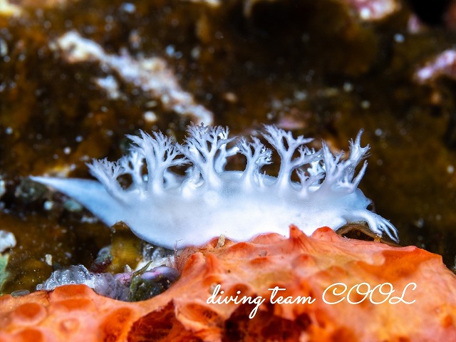 ユビノウハナガサウミウシ