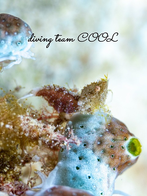 サシミシュリンプ