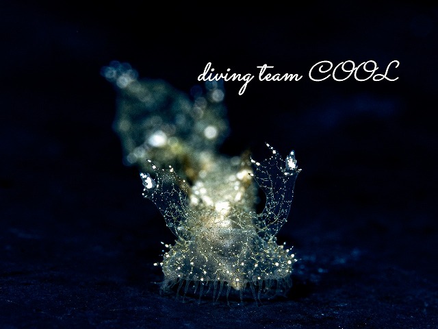 マツゲメリベウミウシ