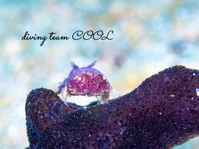 カイカムリの仲間