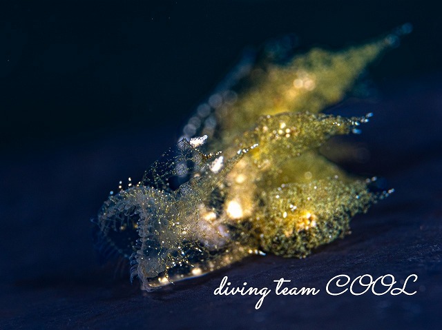 マツゲメリベウミウシ