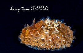 コヤナギウミウシ属の一種20