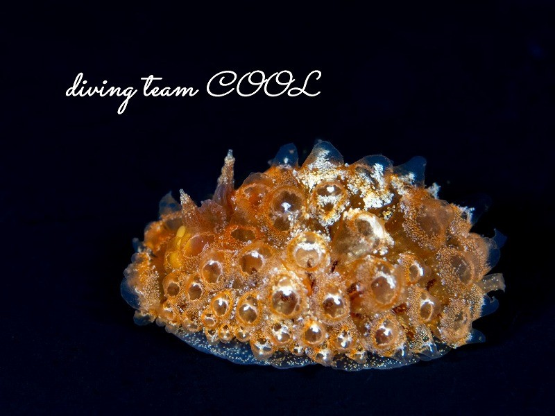 コヤナギウミウシ属の一種20