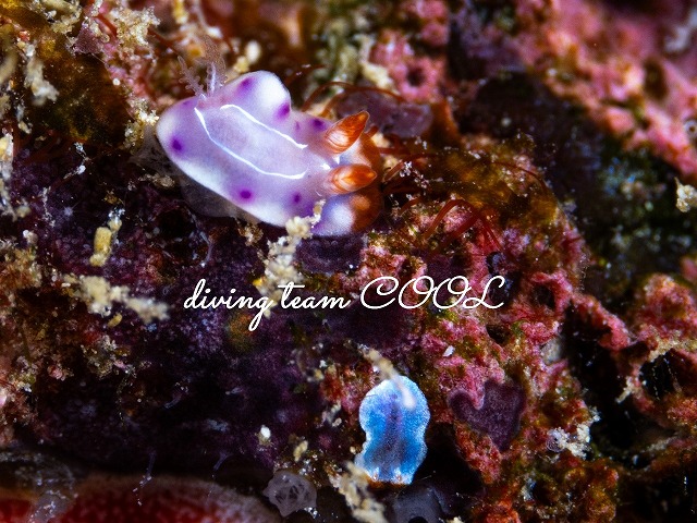 ハナムスメウミウシ