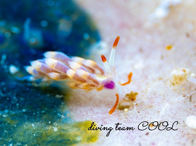 アカヒゲミノウミウシ