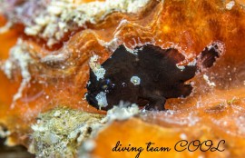 ハナオコゼの幼魚