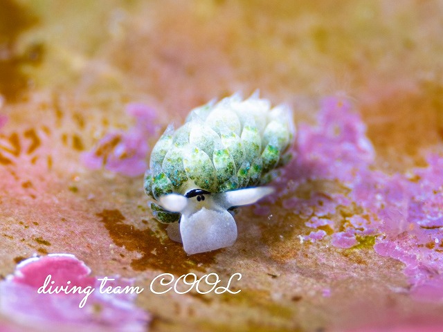 ネオンモウミウシ