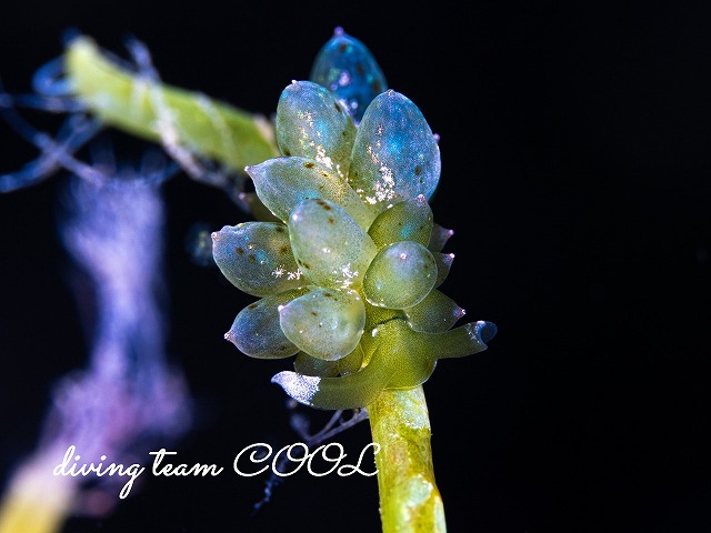 タマミルウミウシ