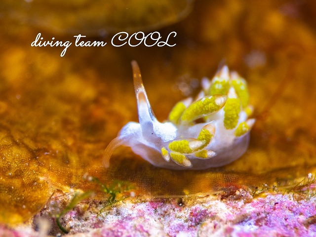 シロタエウミウシ属の一種65