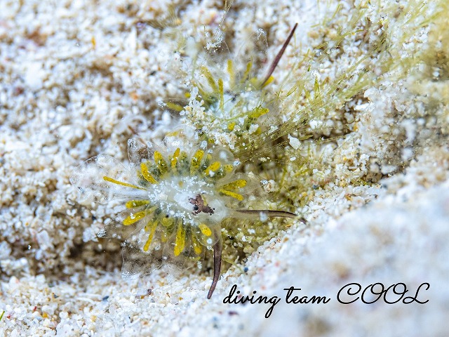 アオモウミウシ属の一種5