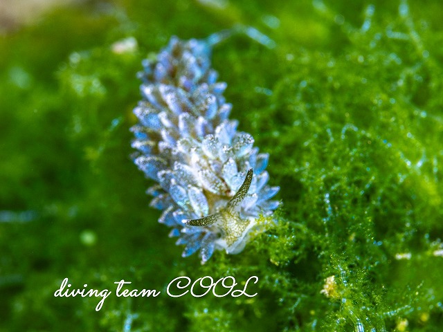 アオモウミウシ属の一種13
