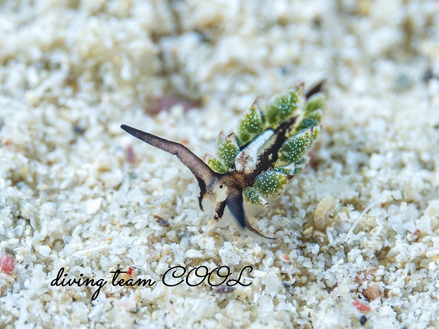 オオアリモウミウシ