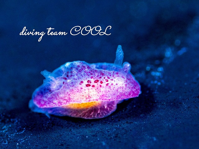 アメシストウミウシ