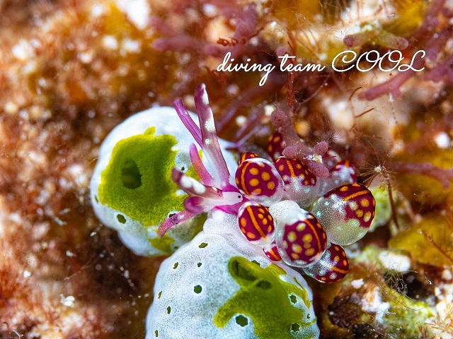 カノコウロコウミウシ