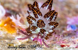 カノコウロコウミウシ