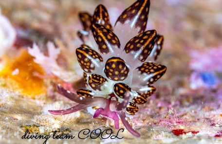 カノコウロコウミウシ