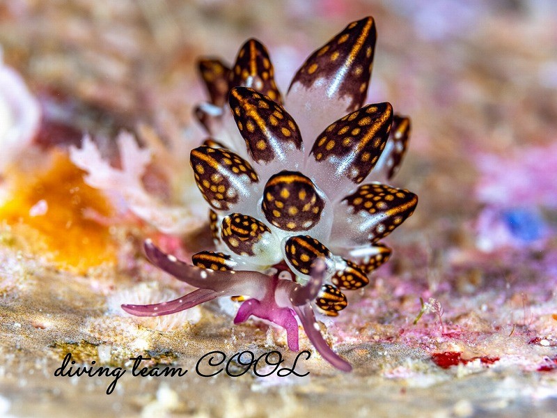 カノコウロコウミウシ