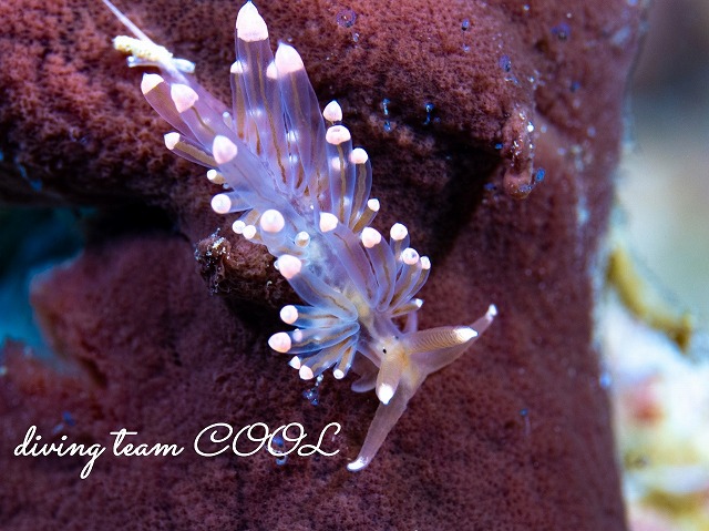 フウセンミノウミウシ